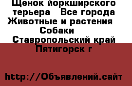 Щенок йоркширского терьера - Все города Животные и растения » Собаки   . Ставропольский край,Пятигорск г.